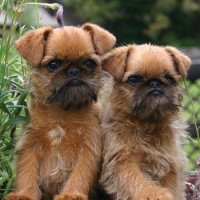 Brussels Griffon breed dogs mini puppy