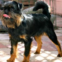 Griffon Bruxellois dog black and tan mini puppy