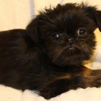 Griffon Bruxellois toy dog mini puppy
