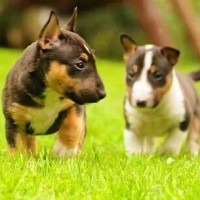 Bull Terrier Tricolor puppy minepuppy