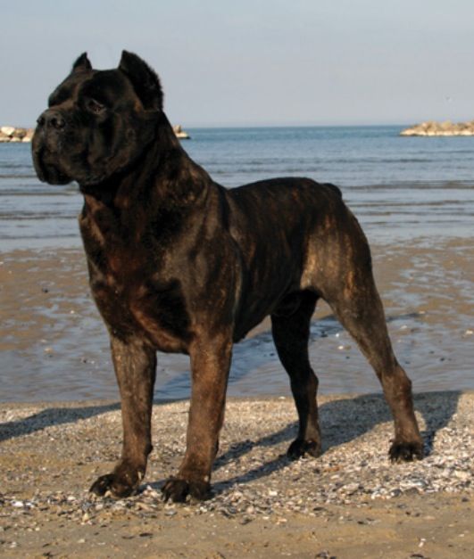 Cane Corso breed dog Black Brindle minepuppy