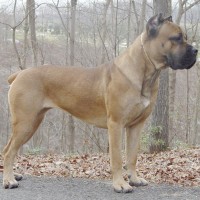 Cane Corso breed dog Fawn minepuppy
