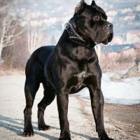 Cane Corso breed dog black minepuppy