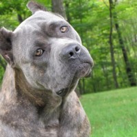 Cane Corso breed dog gray brindle minepuppy