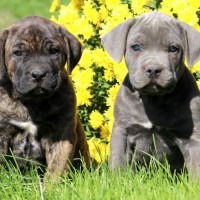 Cane Corso breed dog mini puppies minepuppy