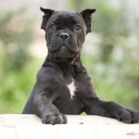 Cane Corso breed dog mini puppy minepuppy