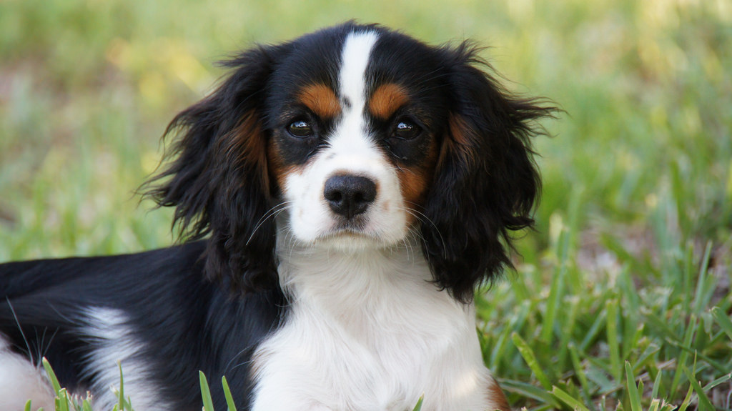 Cavalier King Charles Spaniel puppy minepuppy