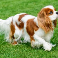 Cavalier King Charles Spaniel dog minepuppy