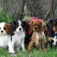 Cavalier King Charles Spaniel puppies minepuppy