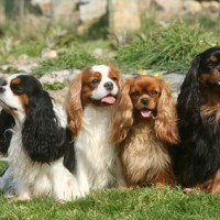 Cavalier King Charles Spaniel dogs minepuppy
