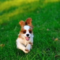 Cavalier King Charles Spaniel mini puppy