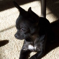 Chihuahua back mini puppy