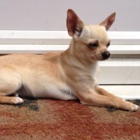 Chihuahua dog cream mini puppy
