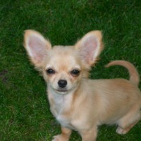 Chihuahua cream mini puppy