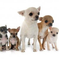 Chihuahua dogs coat variation mini puppy