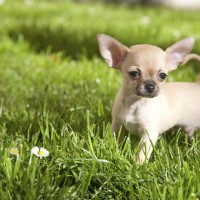 Chihuahua puppy minepuppy