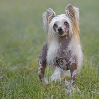 Chinese Crested mini dog