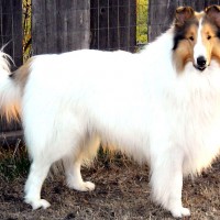 Collie dog white minepuppy
