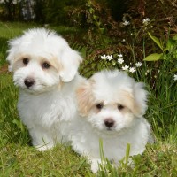 Coton De Tulear breed mini puppies