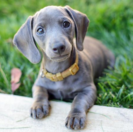 Dachshund blue mini puppy