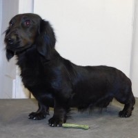Dachshund dog black mini puppy