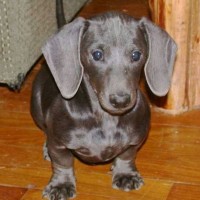 Dachshund dog blue mini puppy