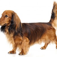 Dachshund dog brown longhair mini puppy