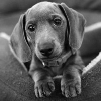 Dachshund dog gray mini puppy