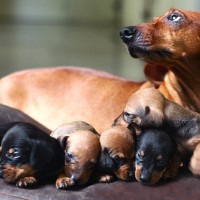 Dachshund mum with mini puppies