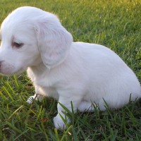 Dachshund white mini puppy