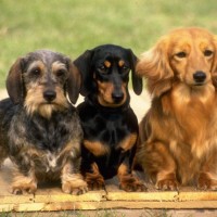 Dachshund dogs coat variations mini puppy
