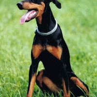 Doberman dog black and tan minepuppy