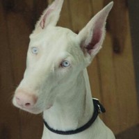Doberman dog white minepuppy