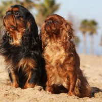 English Toy Spaniel dogs red mini puppy