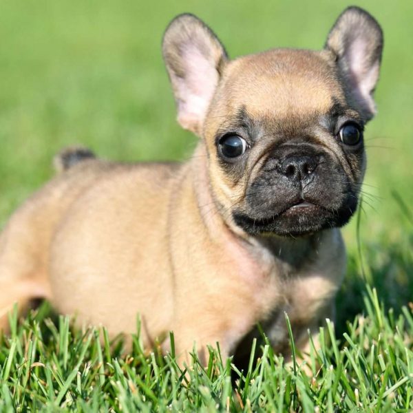 58 HQ Images French Bulldog Puppies Rescue Maryland - French Bulldog
