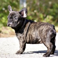French Bulldog Brindle mini puppy