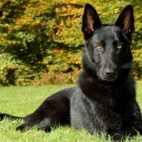 Black German Shepherd dog minepuppy
