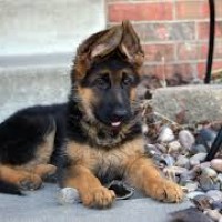 german shepherd puppy minepuppy