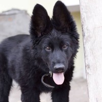 black german shepherd puppy minepuppy