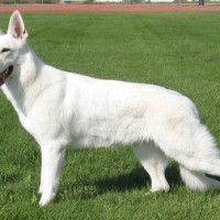 white german shepherd dog minepuppy