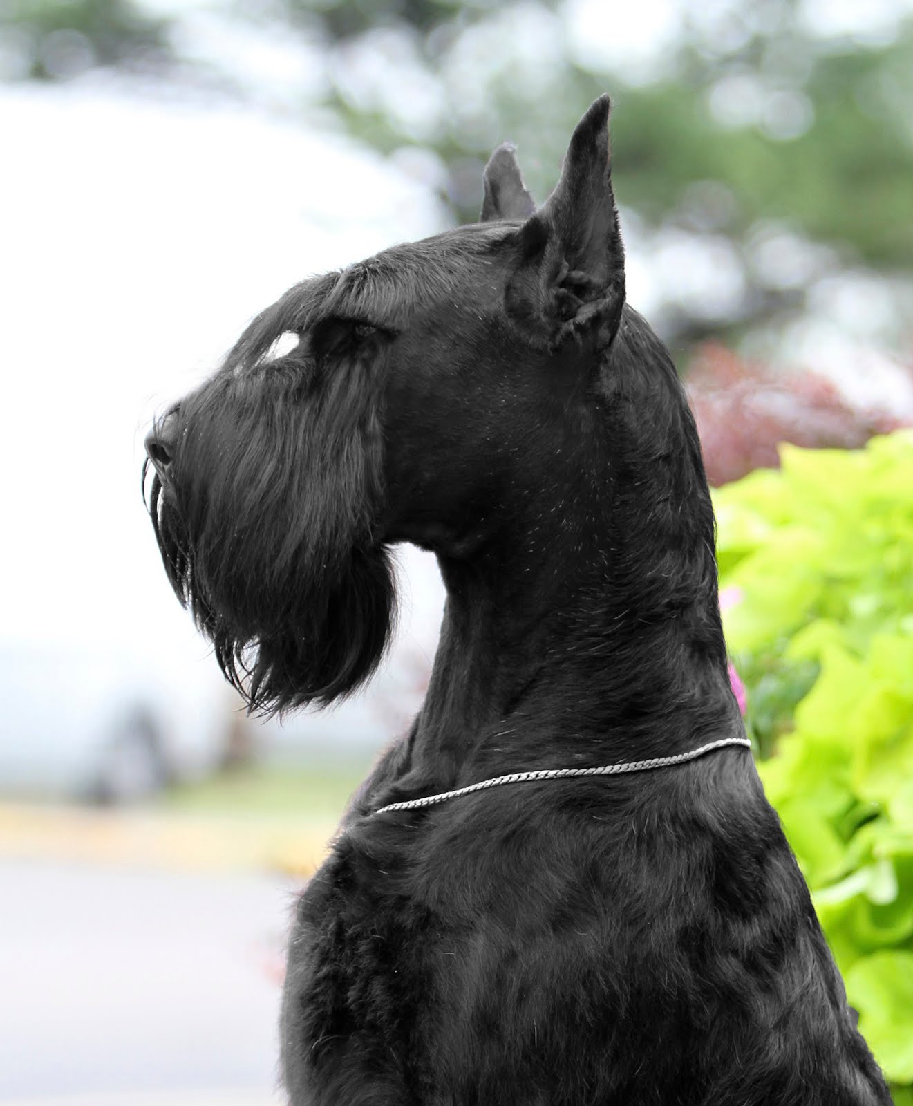 Giant Schnauzer dog black minepuppy