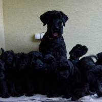 Giant Schnauzer breed puppies minepuppy
