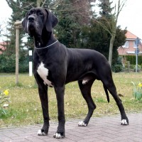Great Dane dog black minepuppy