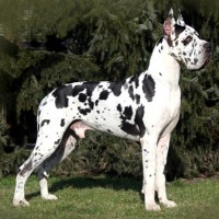 Great Dane dog black white minepuppy