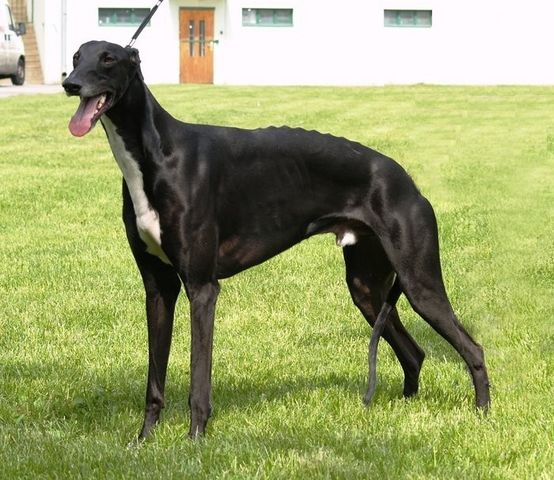 Greyhound Black dog minepuppy