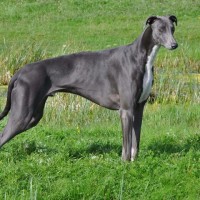 Greyhound dog Blue minepuppy