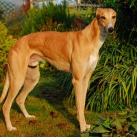 Greyhound dog breed minepuppy