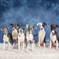 Greyhound dog puppies minepuppy
