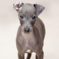 Greyhound dog puppy minepuppy