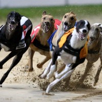 Greyhound dog running race minepuppy